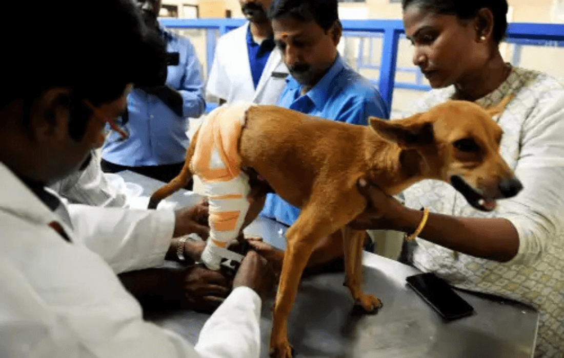 Animal Welfare
